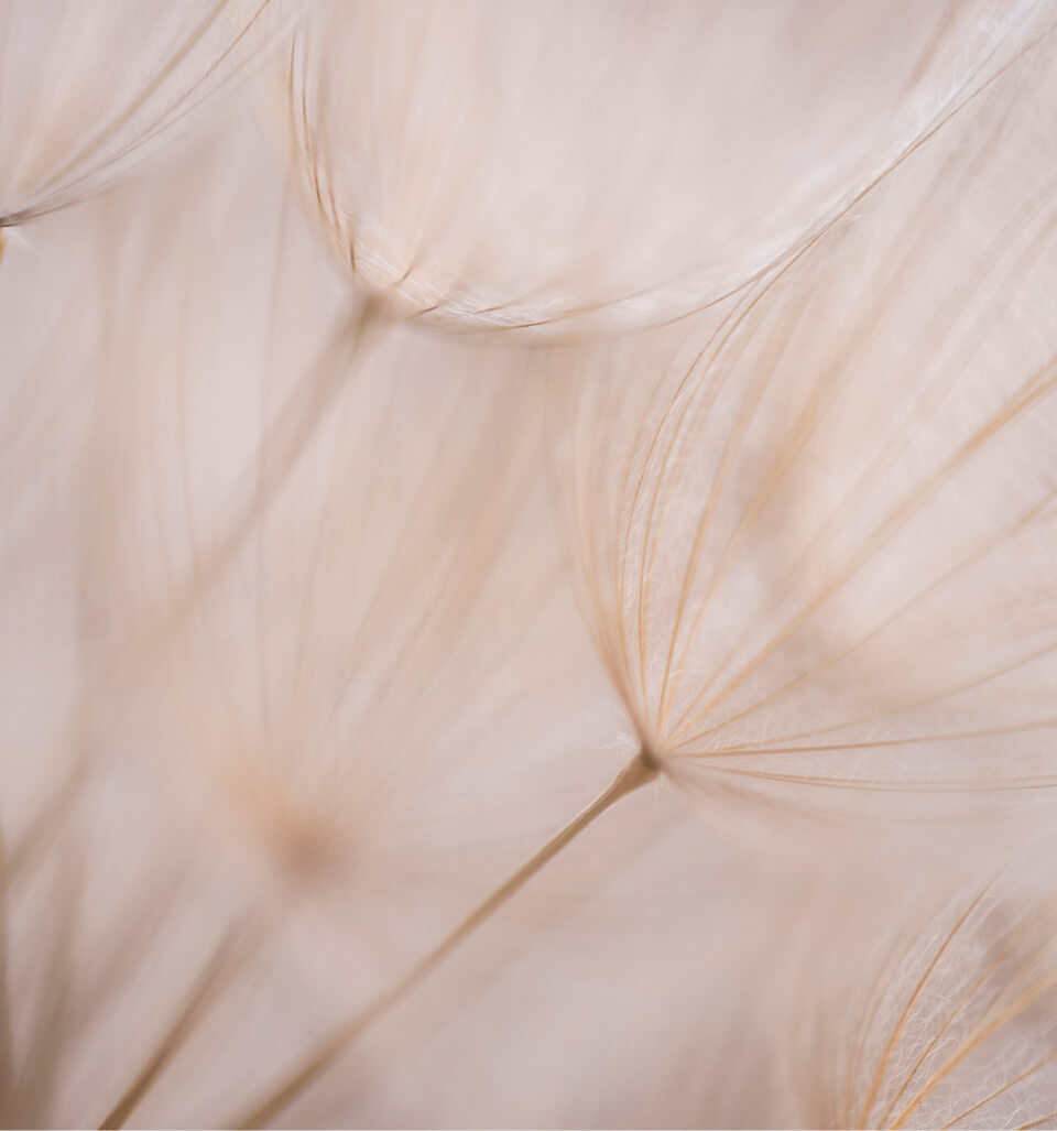 | Lihebe